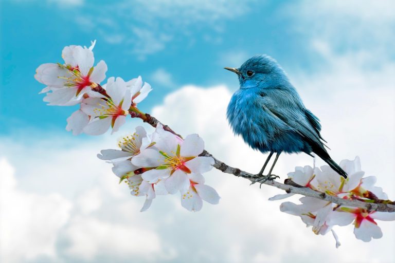 Bluebird Bio Aktie